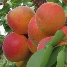 Абрикос Красень Киева