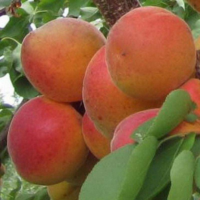 Абрикос Красень Киева