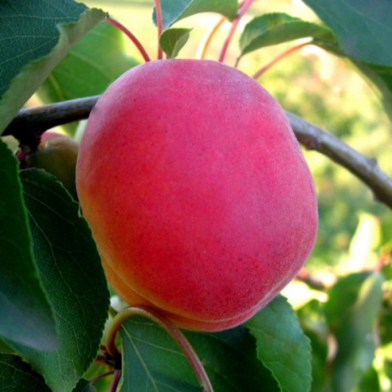 Абрикос Особливий Денисюк