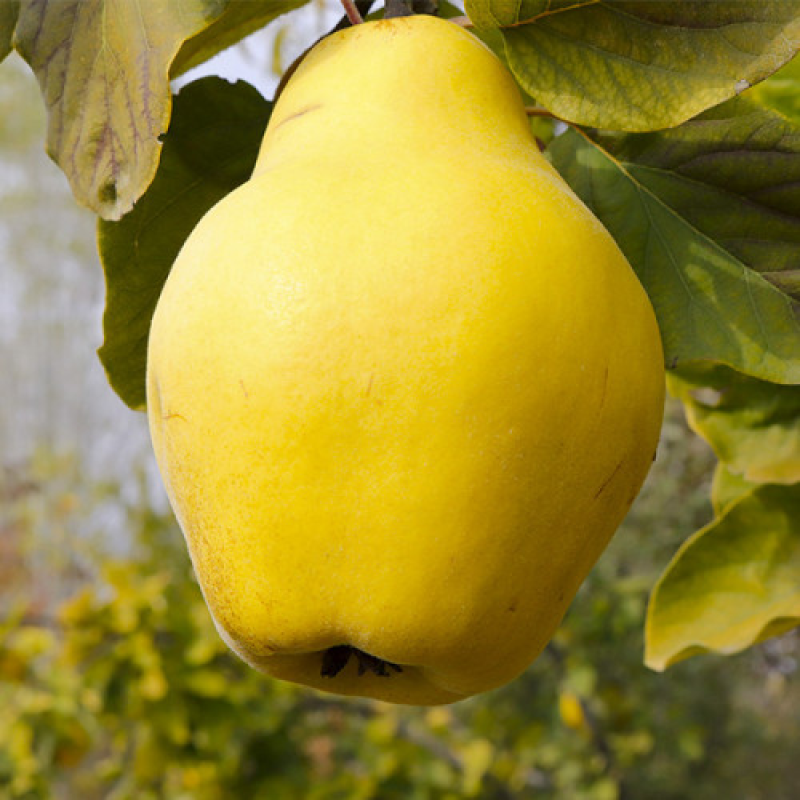 Айва Грушевидна Айва Грушевидна